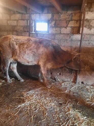 Inəklər, öküzlər: İnək və bala buzov - Ana inək və yanında dişi buzov birgə. - Ana inək — 2