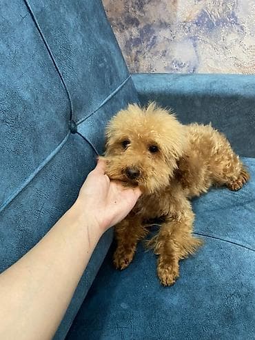 itlerin davasi: Pudel, 6 ay, Dişi, Peyvəndli — 1