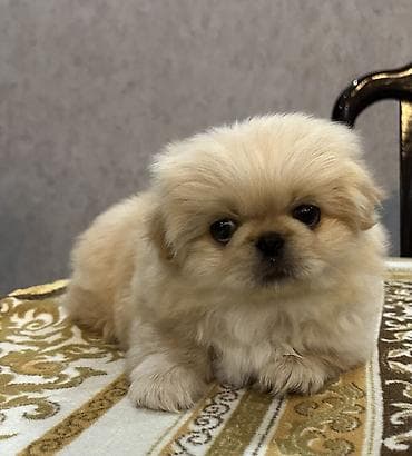 zvanok itler satisi: Pekines, 1 ay, Erkek, Ünvandan götürmə — 3