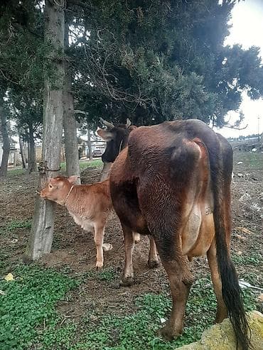 Кошки: Südlük inek 2 qarın erkek bala 12 letr südü var sağımda rahat — 2