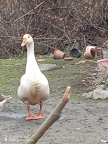 Ağ qaz – iri cüssəli, uzun boyunlu, sağlam və aktiv. Narıncı dimdik və