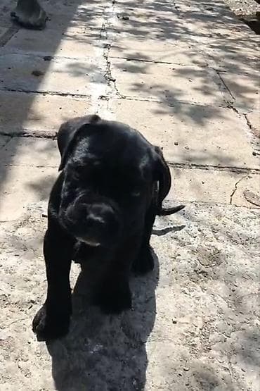 bala afçarka: Kane-Korso, 2 ay, Erkek, Peyvəndli — 1