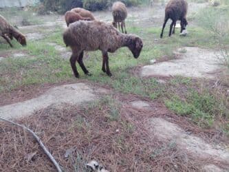 balasına süd vermeyen qoyun: Qoyunlar – yerli ətlik/südlük sürüdən - Növ: yerli qoyun (qəhvəyi — 8