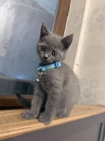 Britsh 1 ay 25 günlük dişi qum terbiyeside var