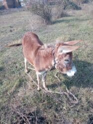 Gəmiricilər: Başlıq: Salam satılır – ünvan Tərtər, arava çəkir. Fikri ciddi olan — 1