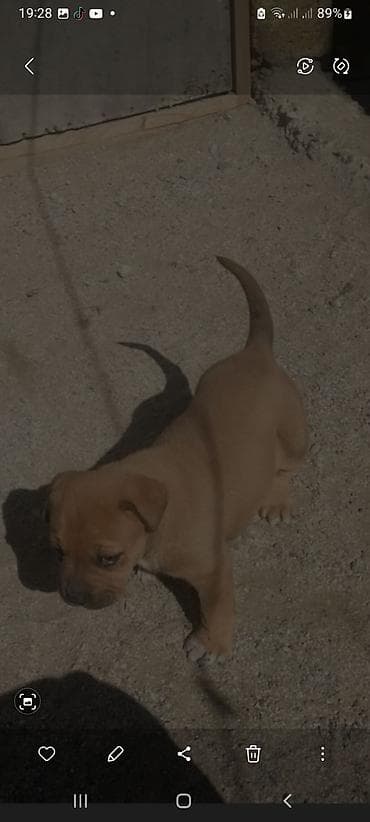 golden iti: Kane-Korso, 1 il, Dişi — 6