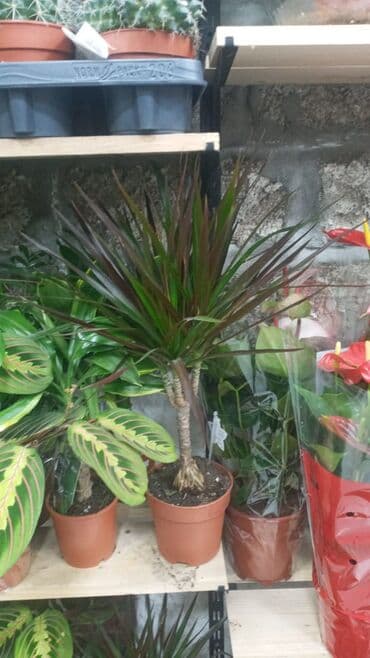 Gübrələr: Gül satsi Vathcapa yazın isdediyniz gülü ünvanda catraq Otaq gülleri — 3