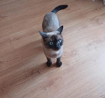 pişik sumkası: Siam, Erkək, Yaxşı əllərə, Ünvandan götürmə — 4