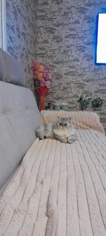 pişik blender: Персидская — 3