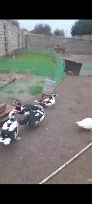 dragon fruit qiymeti: Kilosu 12 azn — 3