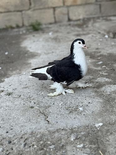 pişik su qabı: Qizgin erkey delfin satilir irilerdendi — 3