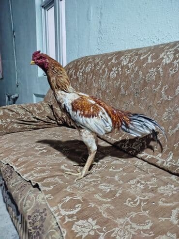 приют для кошек баку: Heyratı 10aylıq beçə cinsi doşab — 2