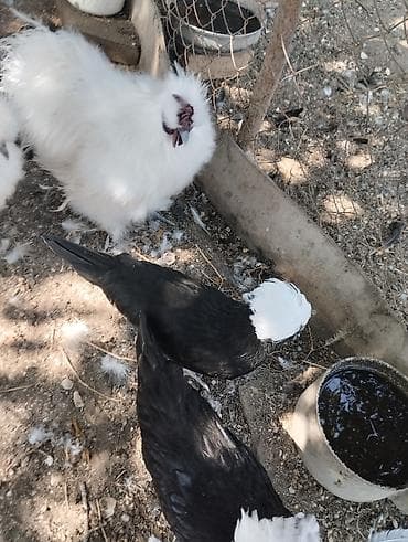 Toyuq, Damazlıq, Ünvandan götürmə, Ödənişli çatdırılma