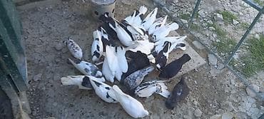 takla goyercin: Salam kom tergidirem 30 ededti hamisi seçmə quşlardi - Növlər və — 3