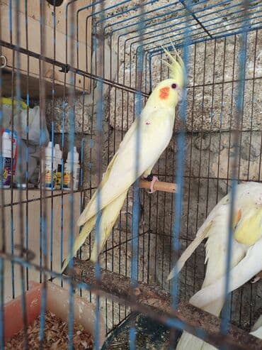 hazır inşalar: Korella ayağlari üzüklü seçmə quşlardi hazir quşlar cute hazir Balada — 11