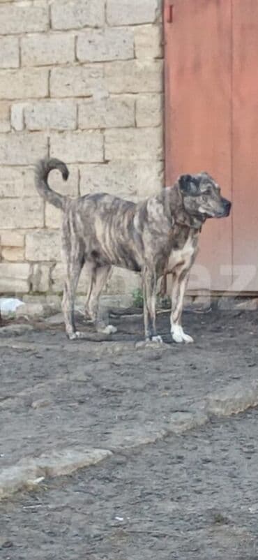 it davası: Qurdbasar, 2 il, Erkek, Peyvəndli, Pulsuz çatdırılma — 3