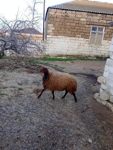 hinduska balasi satilir 2020: Damazlıq qala Erkey toğulu satılır 11 aylıq di real alıcıya endirim — 4