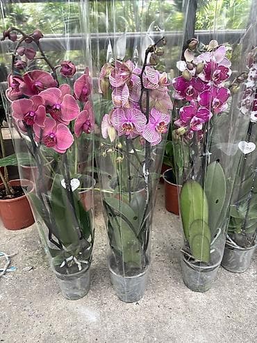 enginar harda satilir: Orxideya cüt çubuq 40azn. Hədiyyəlik bağlama +hədiyyəlik paket əlavə — 9