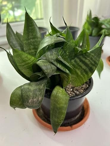 peyin satisi: Sansevieria kompakt dekorativ otaq bitkisi - Dibçəklə birlikdə — 2