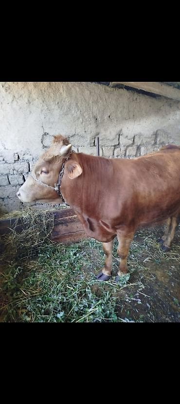 1 yaş 3 aylıq Erkek dana satılır süpper kökdü tam kesimlikdi