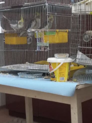 попугай корелла: Nimfa (Cockatiel) tutquşları – müxtəlif rənglərdə - Perçlər — 4