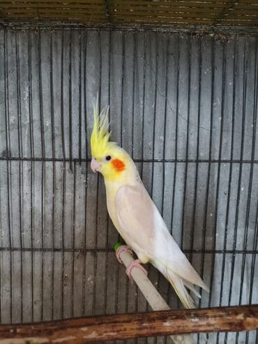 Gəmiricilər: Salam. ENDİRİMLƏR🦜🐦 DANIŞAN VƏ DANIŞMAGA HAZİR OLAN QUŞLAR — 2