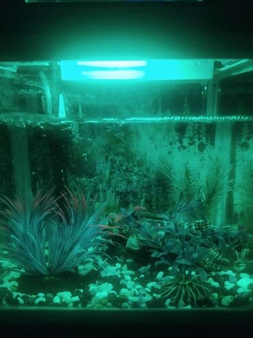 heyvan satışı: Akvarium satılır 20 ltr-lik firma malıdır dekorları ilə birlikdə — 2