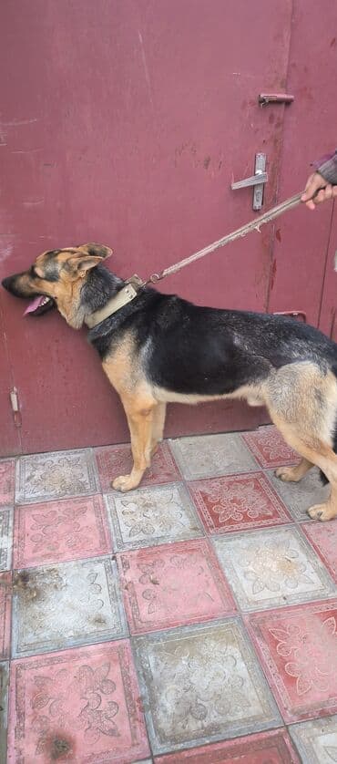 немецкая овчарка цена в баку: Немецкая овчарка, 11 месяцев, Самец, С прививками, Самовывоз — 1