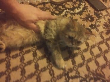 pişik ucuz: Yaxşı əllərə — 4