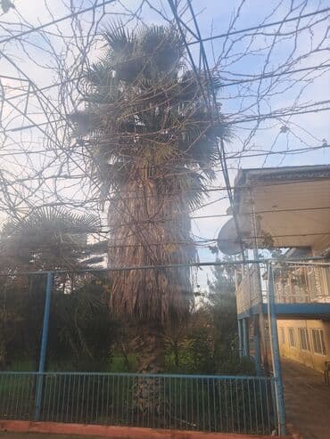 asma tavan hamam: Palma ağacları satılır 2 ədəd qiyməti 1000 manat. Masallı rayonu — 3