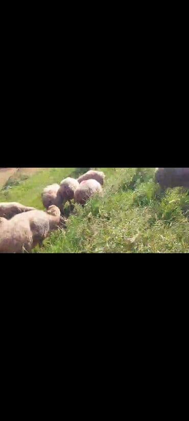 bakida cins ineklerin satisi: Dişi, il: 2, 50 kq, Damazlıq, Ünvandan götürmə — 6