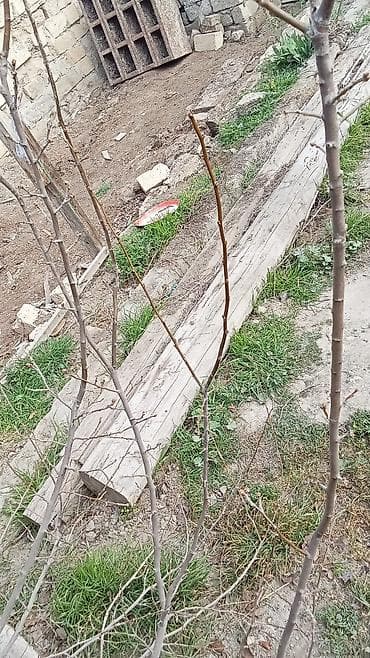 Taxta plitələr: Bir kamaz taxta var. Razılaşma yolu — 5