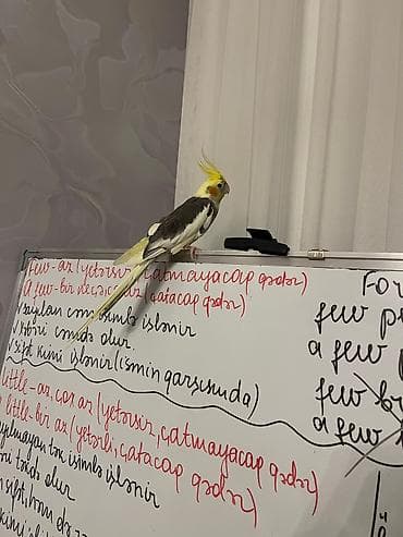 qizil qus: Nimfa (Cockatiel) papuqayları – cüt Babacık deyir,müxtəlif mahnılar — 3