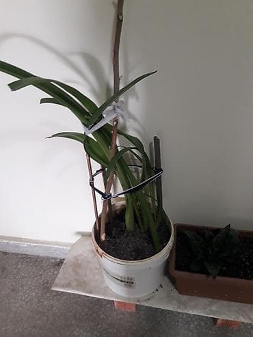 diffenbaxiya bitkisi haqqinda melumat: Məhsul: Sansevieria (Əjdaha dili, Qaynana dili) – müxtəlif ölçülərdə — 7