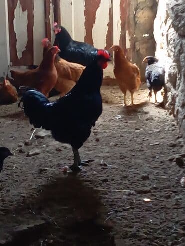 Inəklər, öküzlər: Toyuq, Australorp, Damazlıq, Ünvandan götürmə — 2