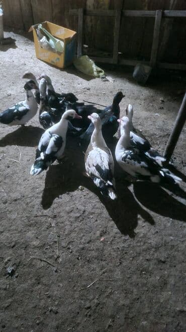 Muscovy ördəkləri (indoor, ət-yumurta istiqaməti) - Rəng çeşidi