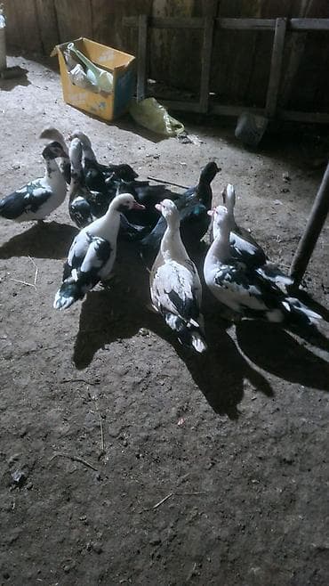 lalafo heyvanlar: Muscovy ördəkləri (indoor, ət-yumurta istiqaməti) - Rəng çeşidi — 1