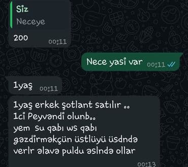 pişik sortlari: Шотладская вислоухая, Самец — 1