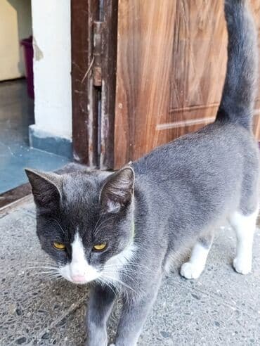 şotlant pisiyi: Boz-ağ rəngli ev pişiyi - Qısa tüklü, zərif və ahəngdar bədən — 2