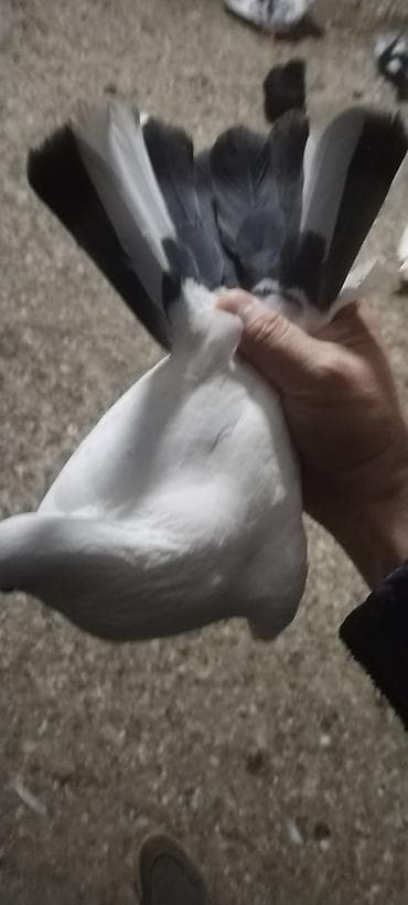 quş adları: Qusdar erkey mayadi tutulma qusdardi hazir cutduler kankiret adamlar — 2