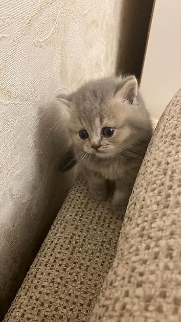 pişik ev: Şotland yastı qulaq — 2