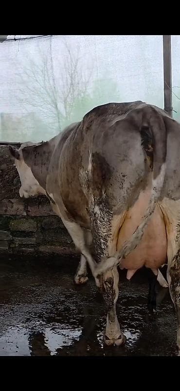 itlerin satisi ve qiymetleri: Südlük inək və bala -cins sives süd verimi 21 lt qarantia verirem — 5