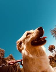 doberman satış: Retriever, 1 il, Dişi, Peyvəndli, Ünvandan götürmə — 1