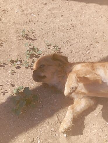 pekines balaları: Pekines, Dişi — 6