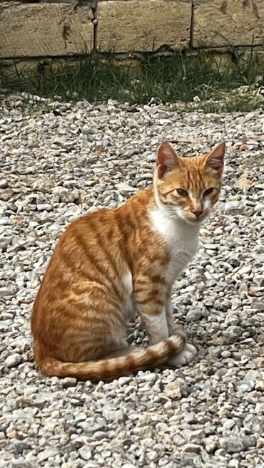 pişiyə verilən adlar: Şinşilla, Erkək — 1