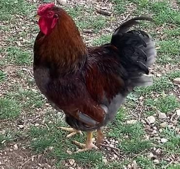 Pişiklər: Toyuq, Damazlıq, Ünvandan götürmə — 3