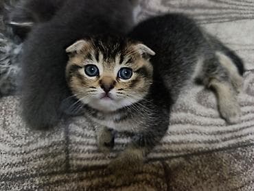 С/х животные и товары: Anasi sotlan/britan / Atasi sinsilla — 1