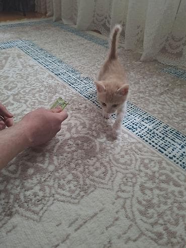ağ qara pişik: Erkək, Yaxşı əllərə, Ünvandan götürmə — 3