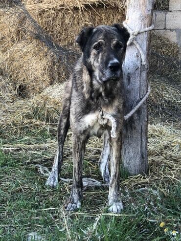 itlər alabay: Alabay, 5 il, Dişi — 1