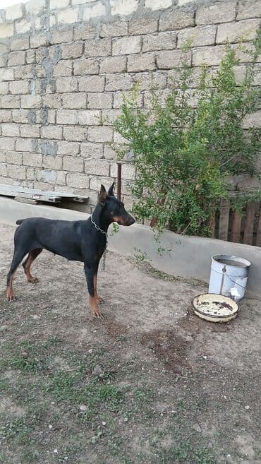 доберман купить: Doberman, 1 il, Dişi — 3